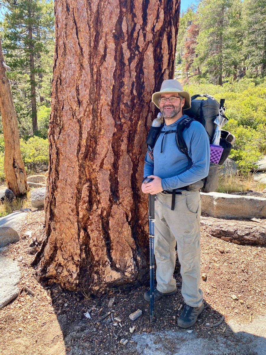 Jeffrey pine (smells like vanilla!)