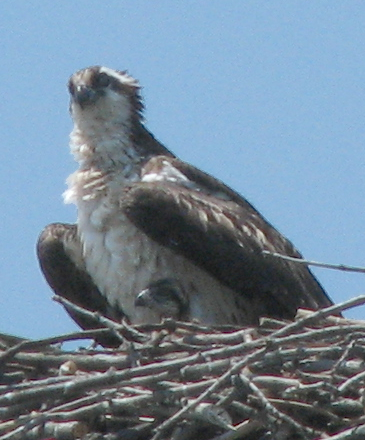 Osprey with chick