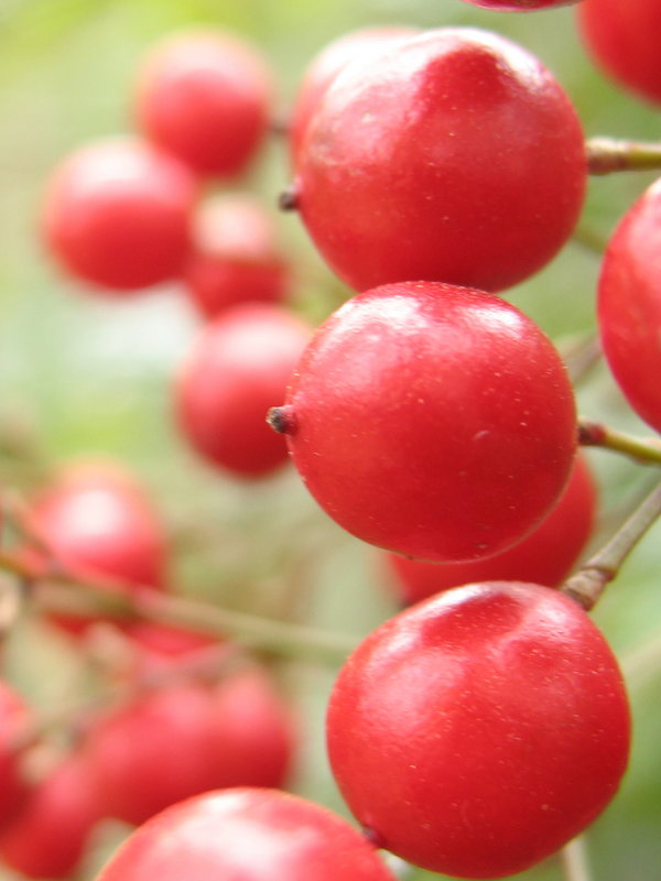 Red Berries