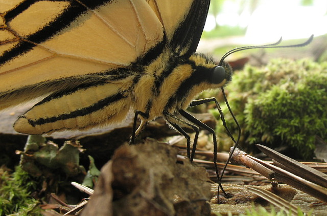 Tiger Swallowtail 2