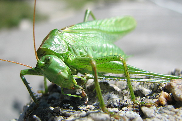 Big Daddy Italian Grasshopper