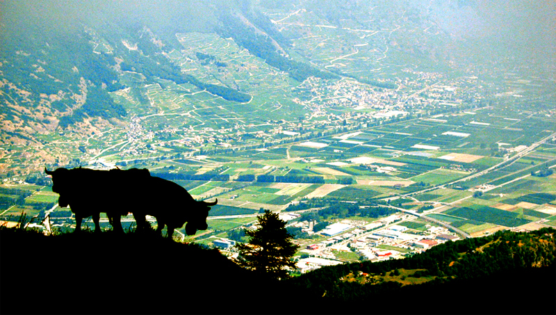 Cows Over Martigny