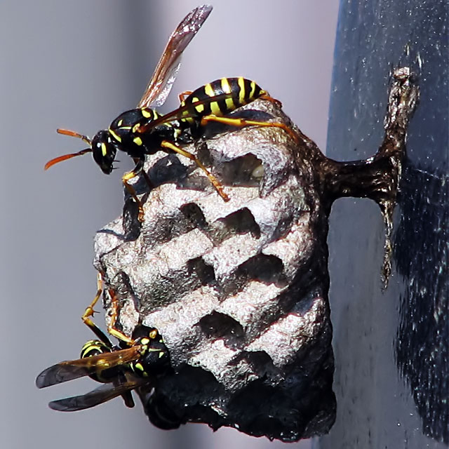 Paper Wasp Nest