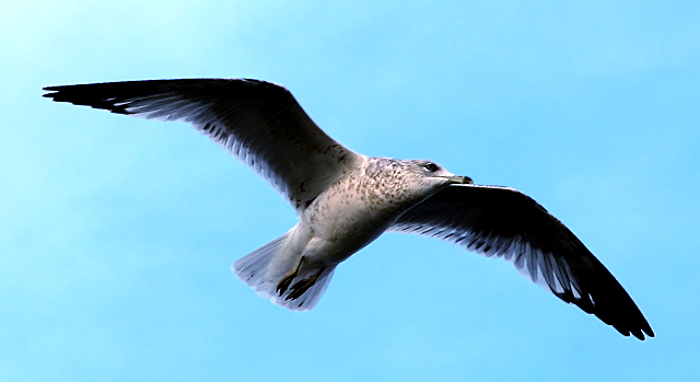 Flight of the Seagull