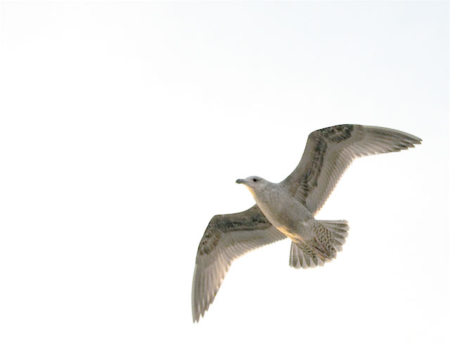 Seagull at Liberty Island