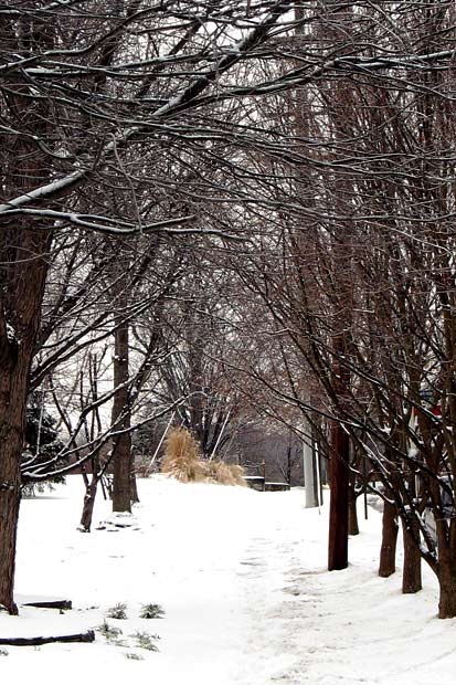 Day 14: Tree Tunnel