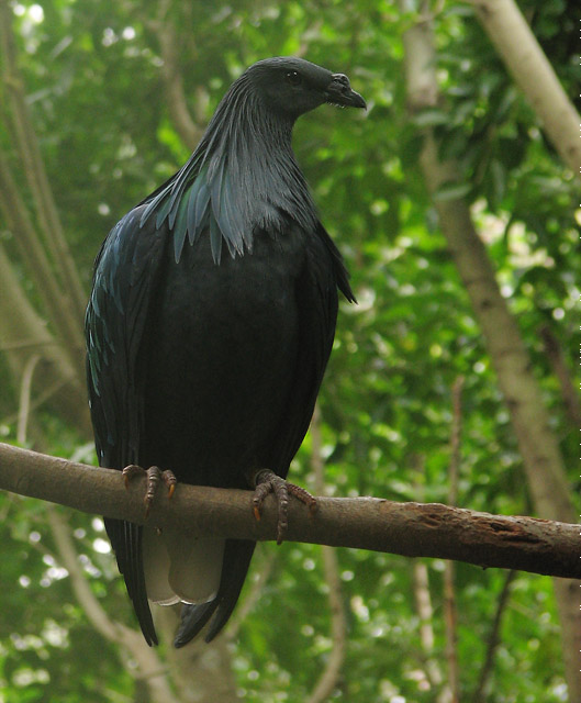 Big, Black, and Confident