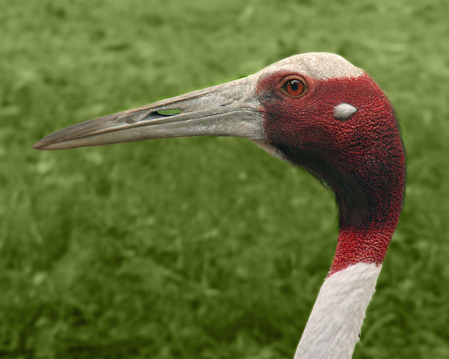 Sarus Crane Beak