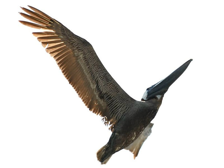 Brown Pelican