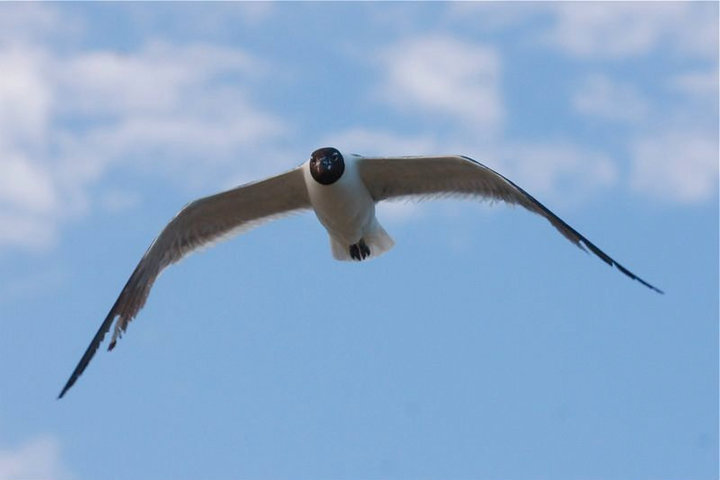 Gull