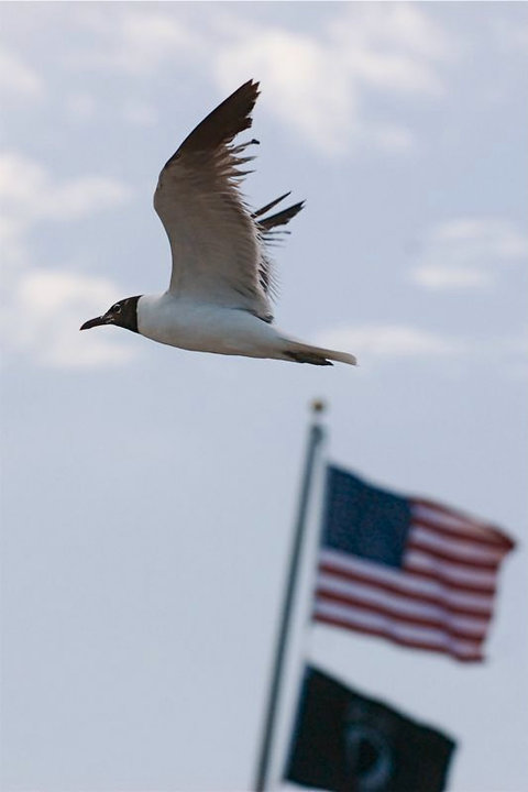 Patriotic Gull