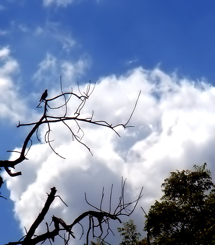 Bird test.jpg