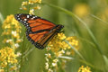 Monarch
