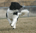 Lainey Run Free