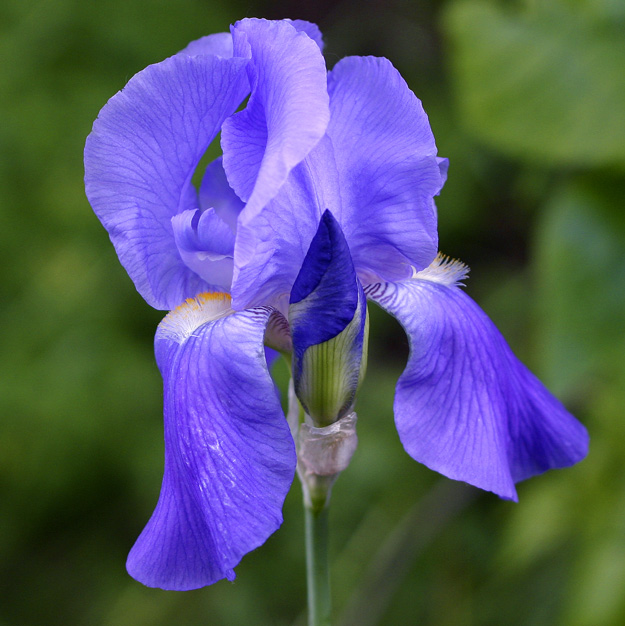 Beautiful Iris