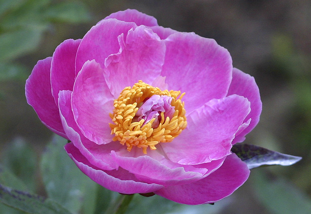 peonies.jpg
