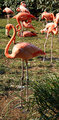 color flamingo
