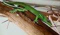lizard