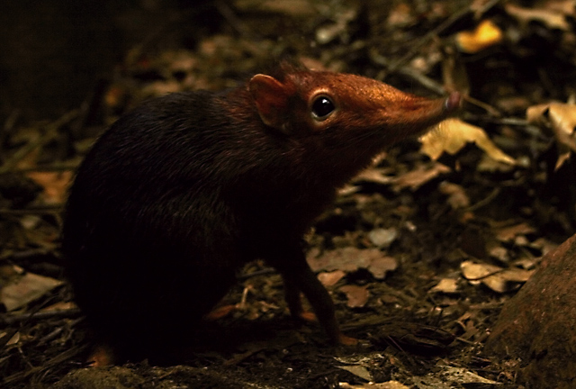 creature2