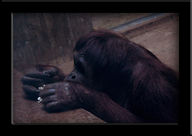 orangutan