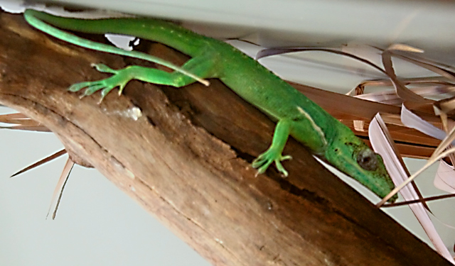 lizard