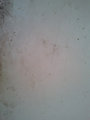 Shed-Texture20110809_0012