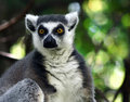 Ring-Tailed Lemur
