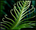 silver lady fern