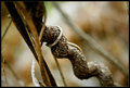 vine