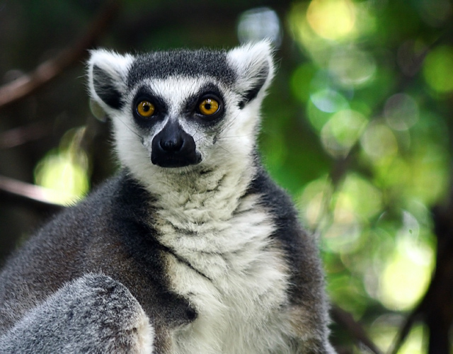 Ring-Tailed Lemur