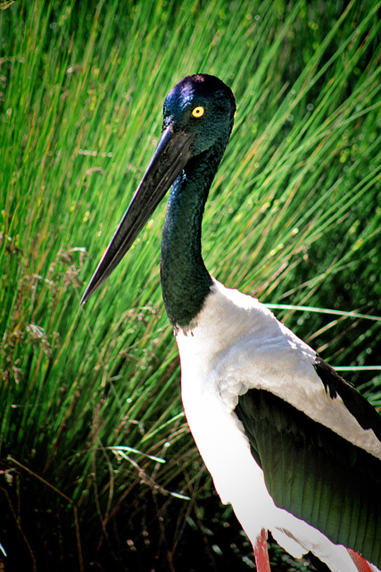 Jabiru_01