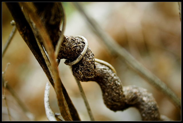 vine