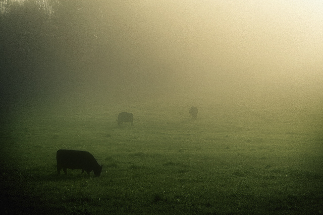 cows in the mist