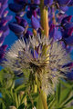 Dandelion with Lupines