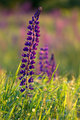 Lupines-1