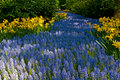 Keukenhof1