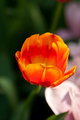 Keukenhof3
