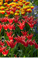 Keukenhof4