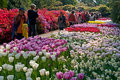 Keukenhof7