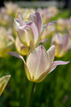 Keukenhof13
