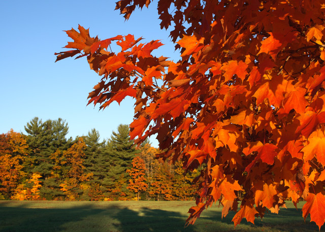 Sugar Maple