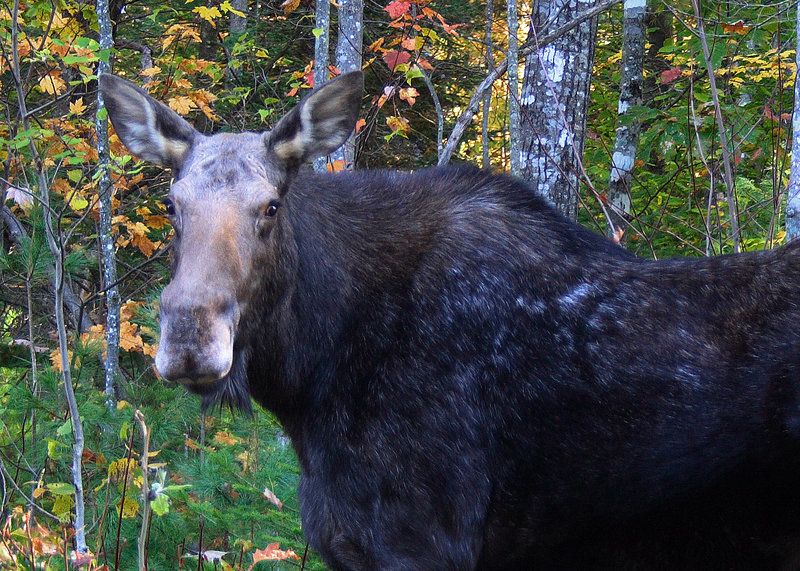 Moose