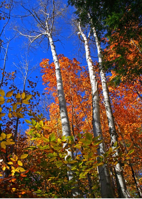 Birch & Maple