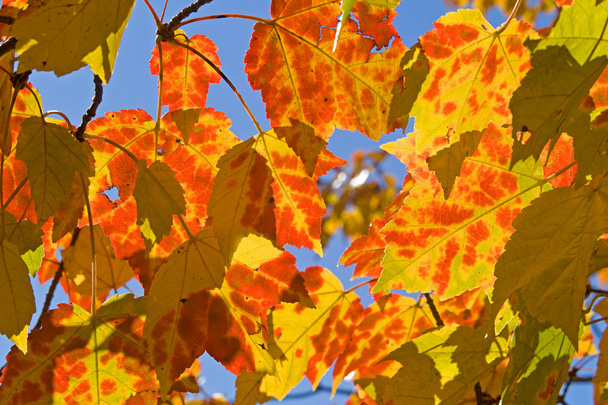 Sunlit Foliage