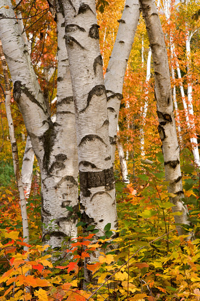 The Shelburne Birches