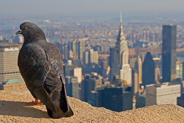 ChryslerBuilding_Color.jpg