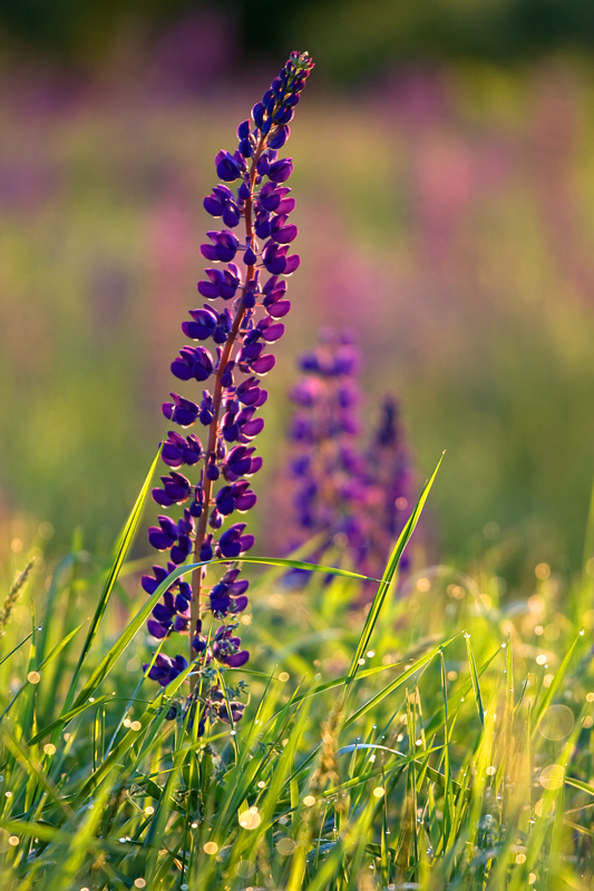 Lupines-1