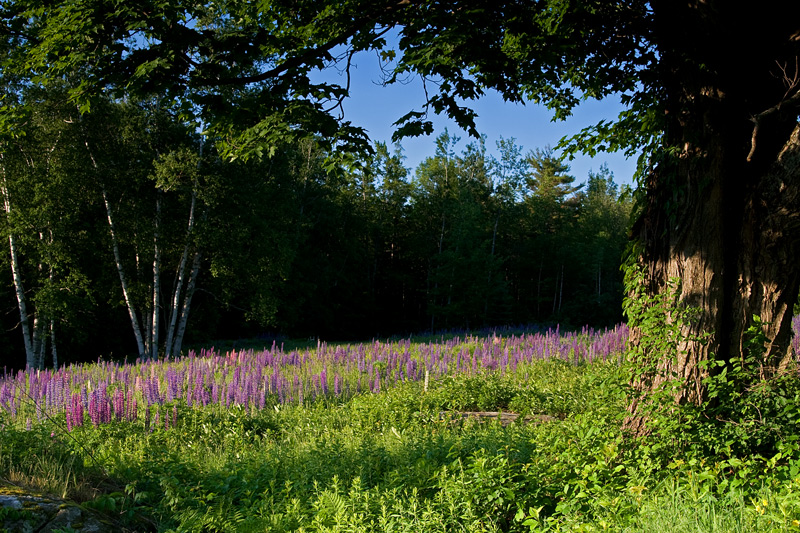 Lupines-3