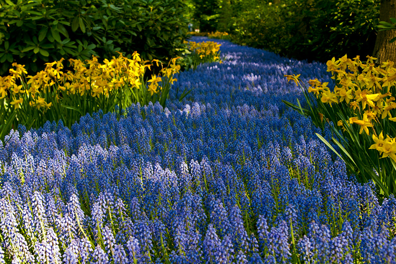 Keukenhof1