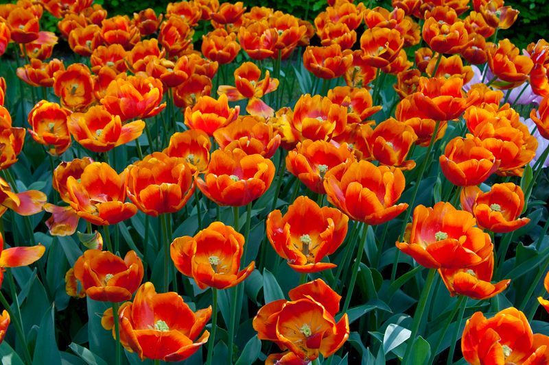 Keukenhof2